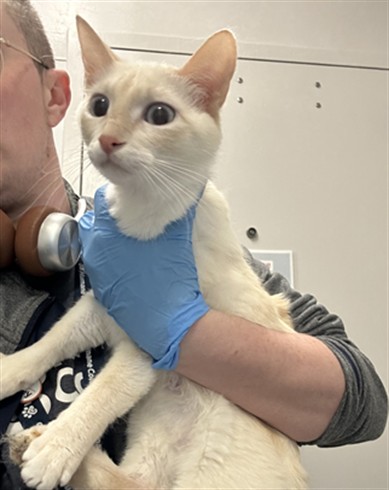  - Female - Domestic SH