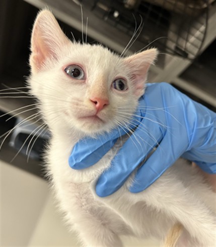 Roblox King - Male - Domestic SH