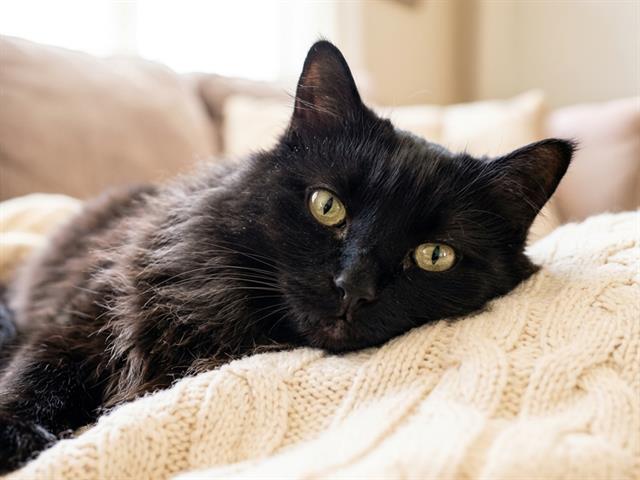 Sharkman - Male - Domestic LH