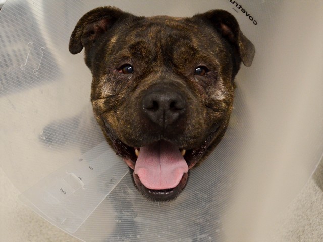 Hudson - Male - Mastiff-Mix