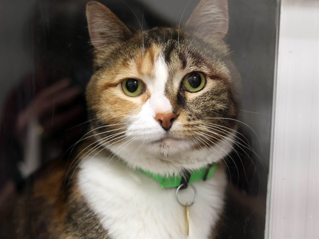 Galaxy - Female - Domestic SH