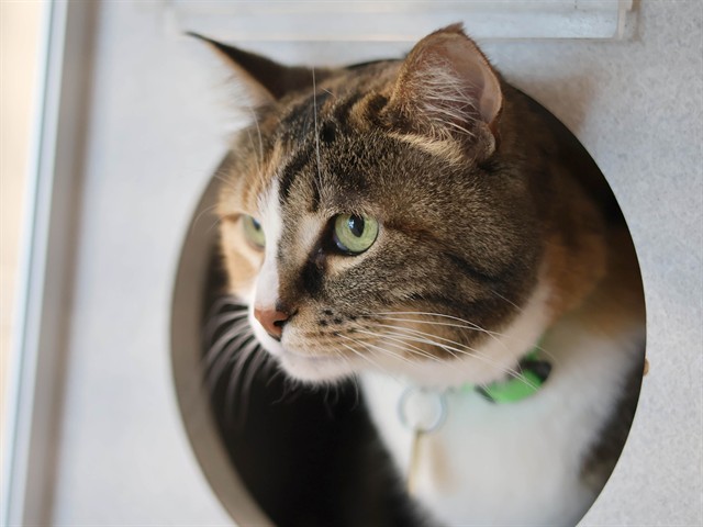 Nova - Female - Domestic SH