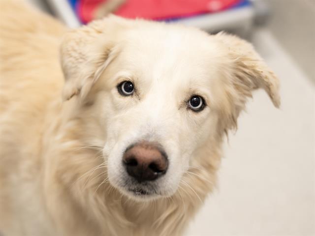 Sky - Male - Siberian Husky-Golden Retriever