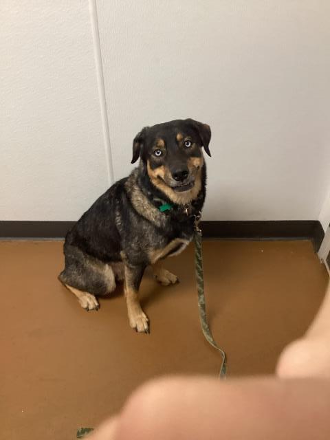 Blanca Blue - Female - Rottweiler-Siberian Husky