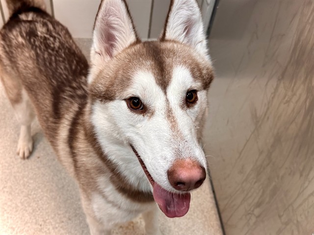 King - Male - Siberian Husky