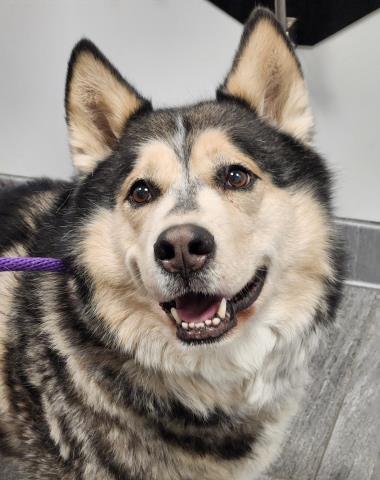 Finn - Male - Siberian Husky-Alaskan Malamute