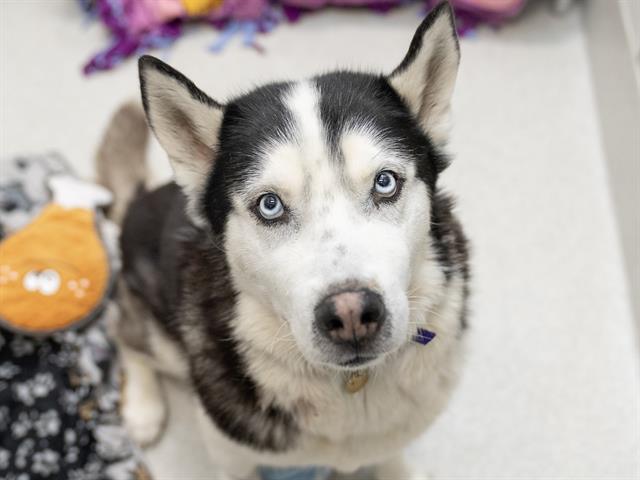 Chester - Male - Siberian Husky