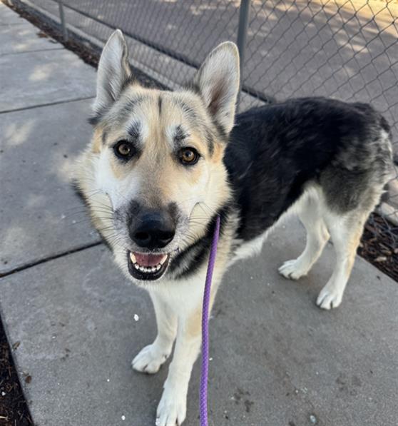 Mello - Male - German Shepherd-Siberian Husky