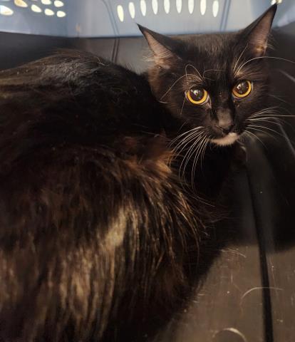  - Female - Domestic MH