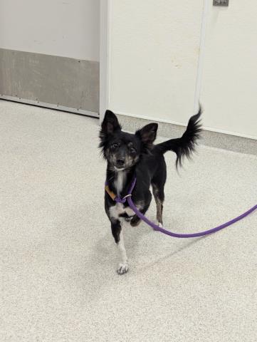 Gem - Female - Long Haired Chihuahua