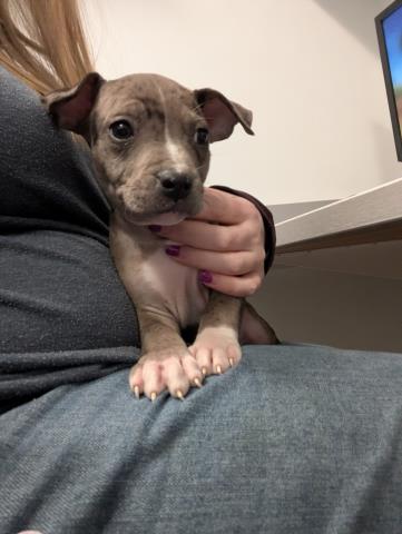 Patches - Female - Pit Bull-Australian Cattle Dog