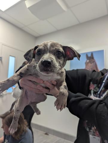 Freckles - Female - Pit Bull-Australian Cattle Dog