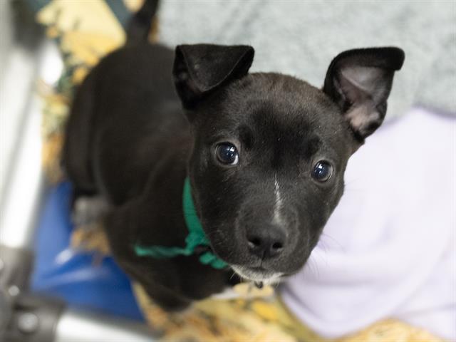 Penny - Female - Pit Bull-Australian Cattle Dog