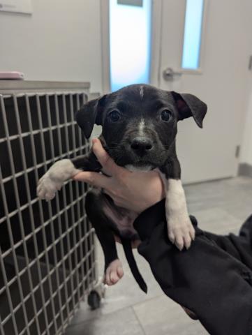 Jolly - Female - Pit Bull-Australian Cattle Dog