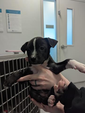 Blackie - Female - Pit Bull-Australian Cattle Dog