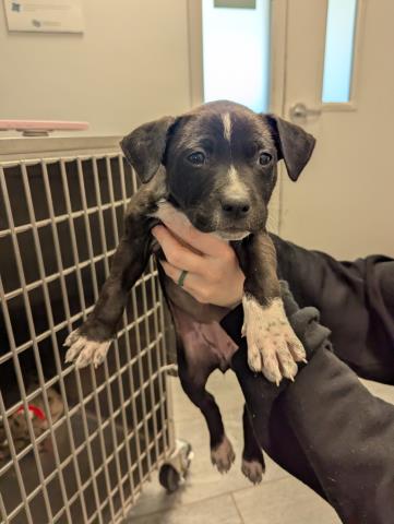 Dot - Female - Pit Bull-Australian Cattle Dog