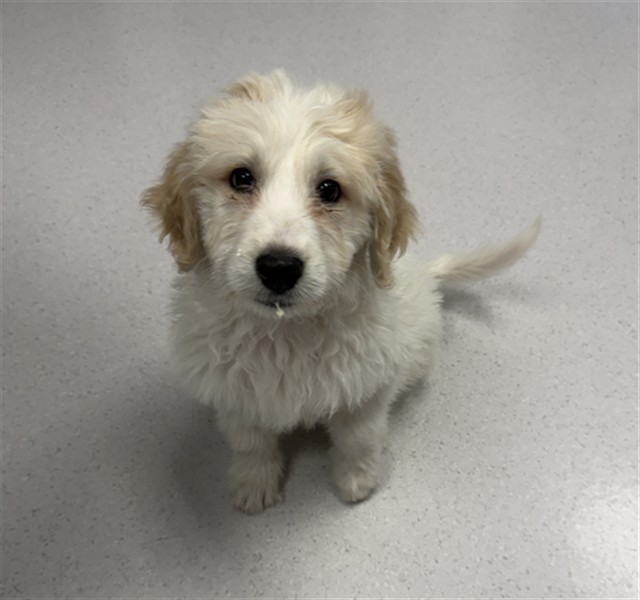 Arthur - Male - Great Pyrenees-Mix