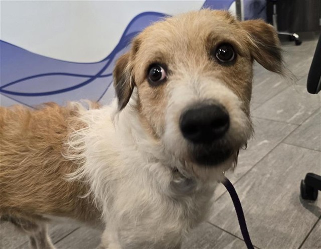  - Male - Terrier