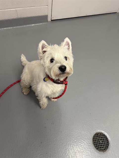 Dapper - Male - West Highland White Terrier