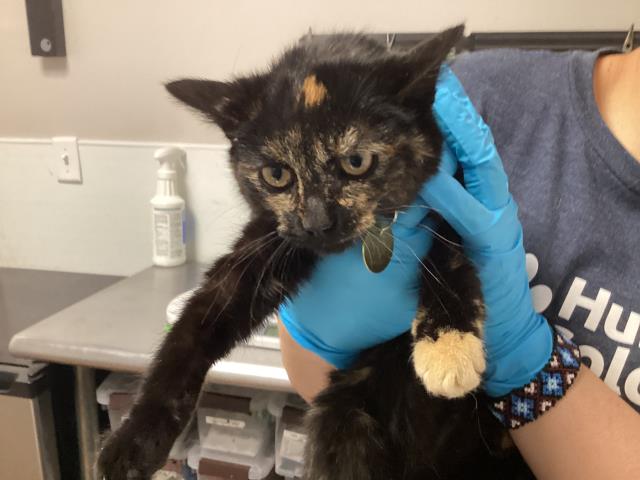  - Female - Domestic SH