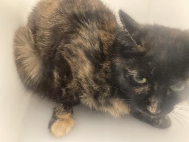  - Unknown - Domestic MH