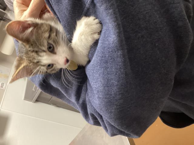  - Male - Domestic SH