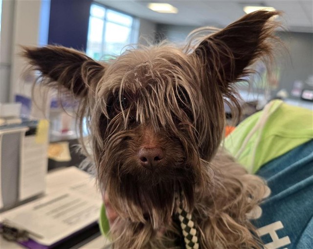  - Male - Yorkshire Terrier-Mix