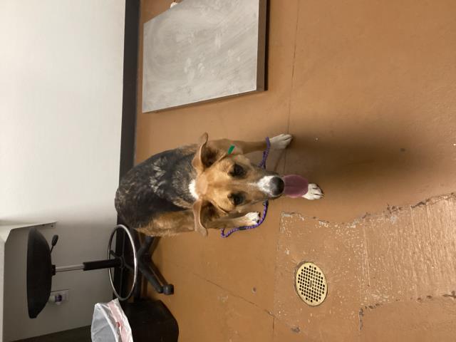 April - Female - German Shepherd-Border Collie