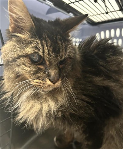  - Female - Domestic LH