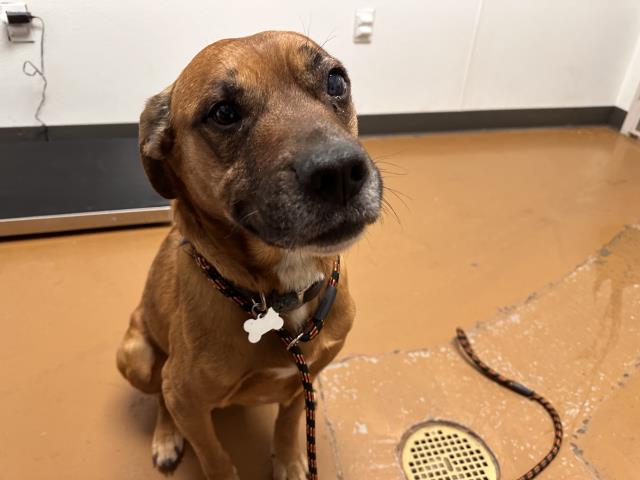 Patches - Male - German Shepherd-Mix