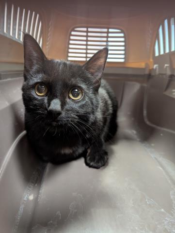  - Female - Domestic SH