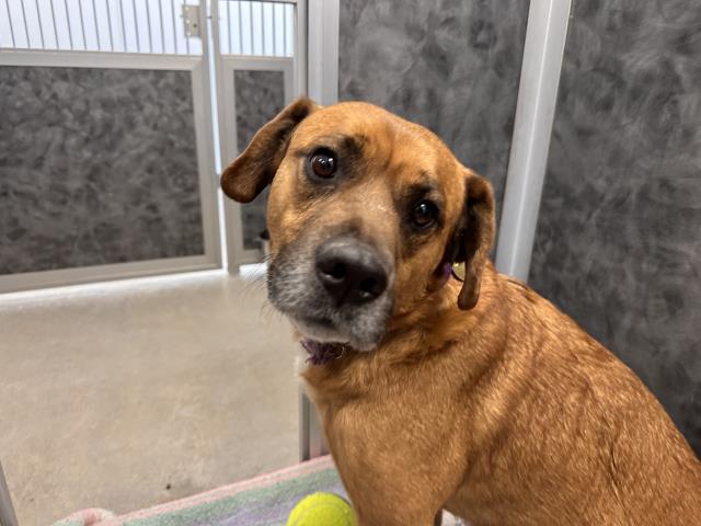 Bj - Male - German Shepherd-Boxer