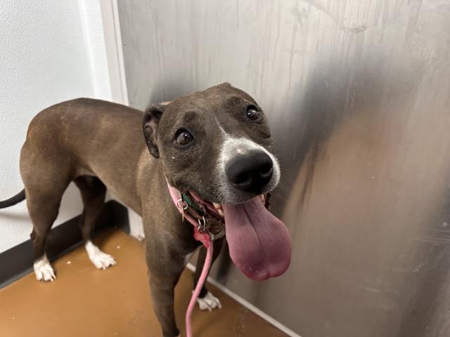 Lola - Female - Pit Bull-Mix