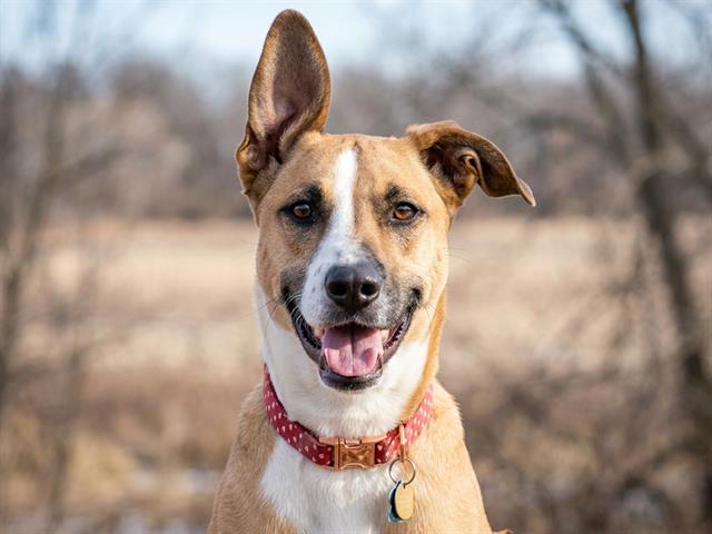 Hattie - Female - Nonspecific