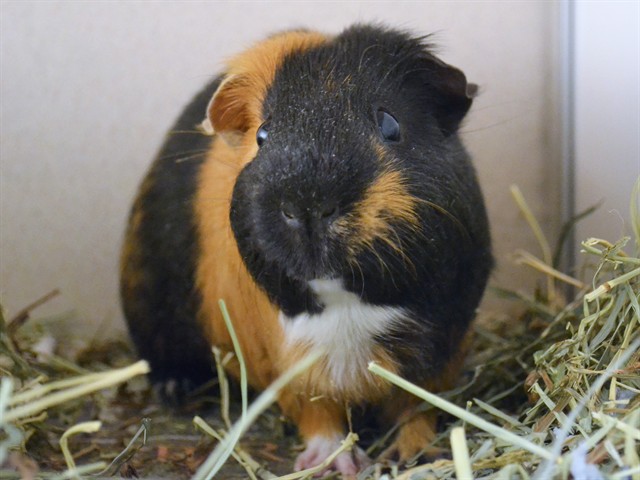 Skittles - Male - Guinea Pig