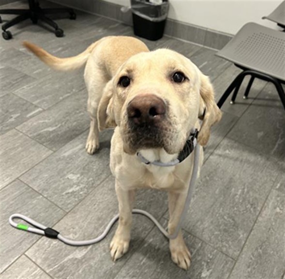  - Male - Labrador Retriever