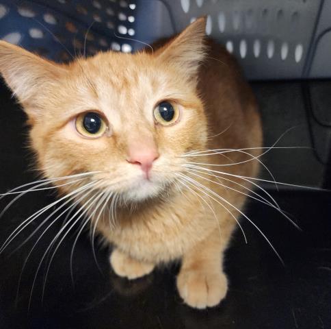  - Female - Domestic SH