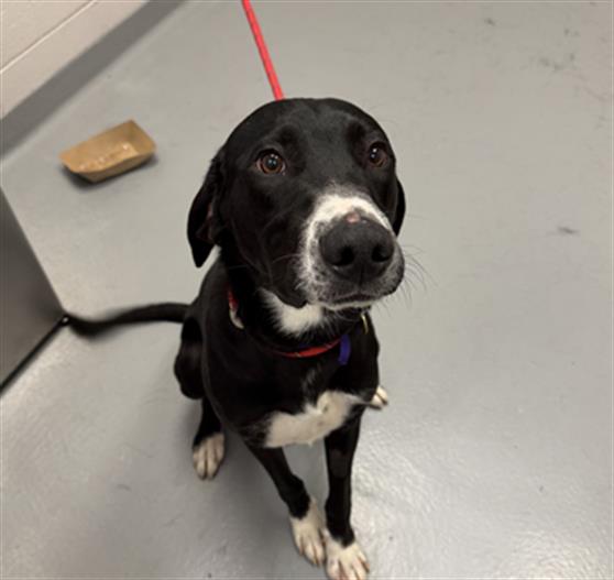  - Male - Coonhound-Labrador Retriever