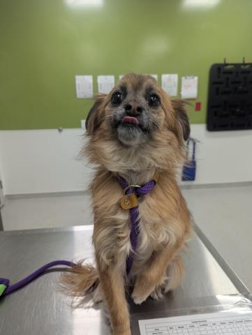  - Female - Long Haired Chihuahua-Mix