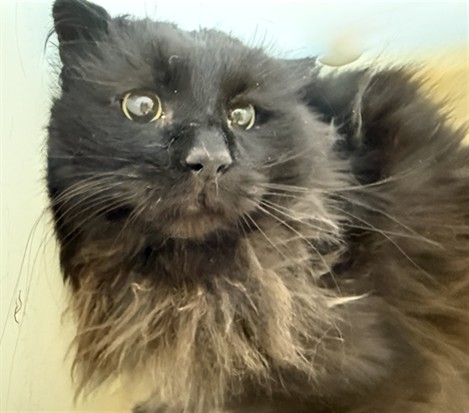  - Unknown - Domestic LH