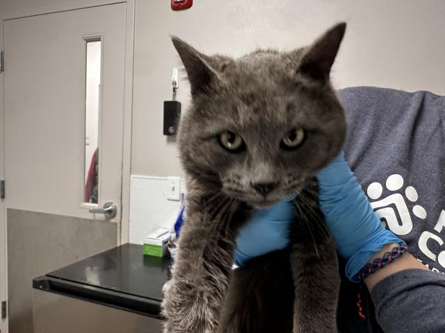  - Male - Domestic SH