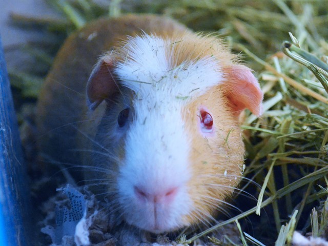 Luna - Male - Guinea Pig