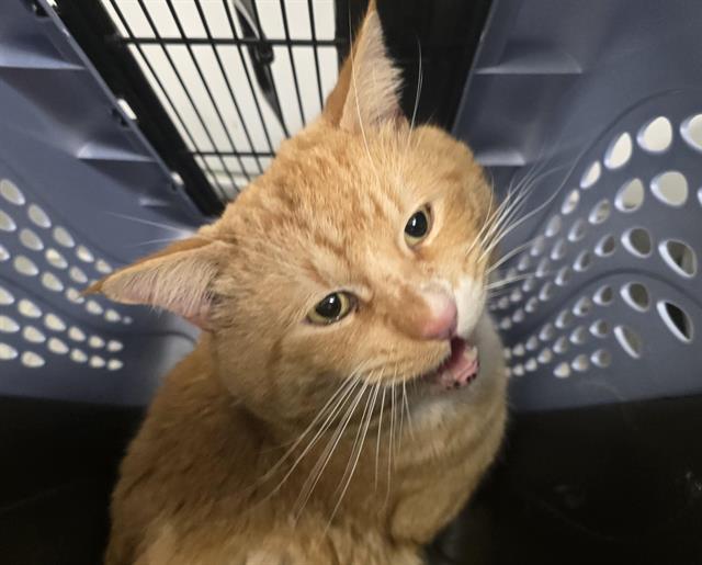  - Male - Domestic SH