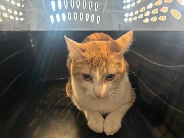  - Female - Domestic SH