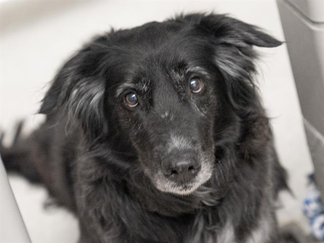 Forest - Male - Border Collie-Mix