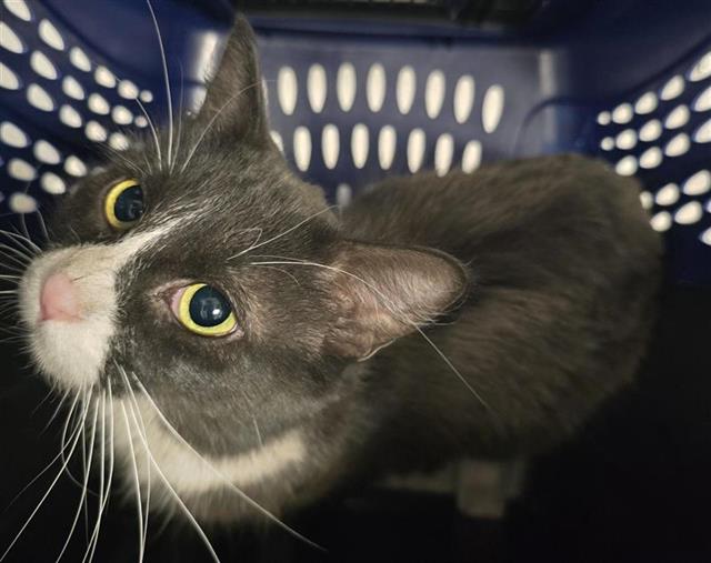  - Female - Domestic SH