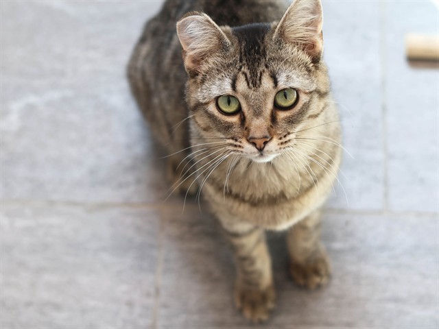 Caty Purry - Female - Domestic SH