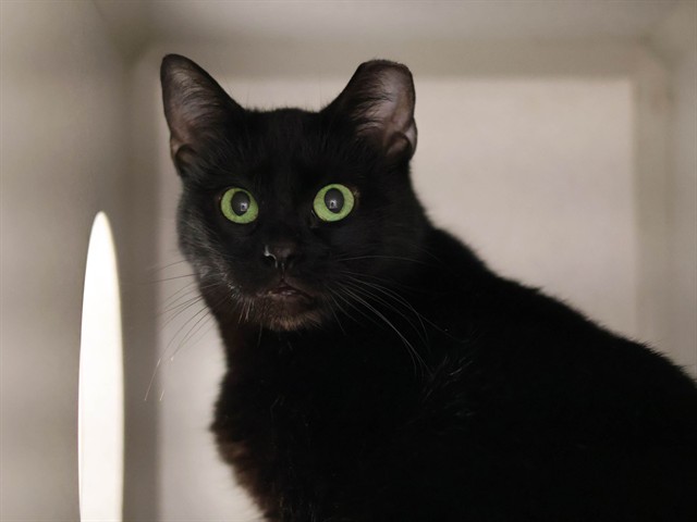 Gabby - Female - Domestic SH