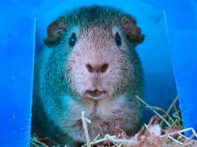 Charlie Pepper - Male - Guinea Pig