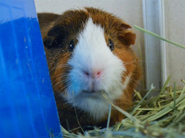 Bennie - Male - Guinea Pig